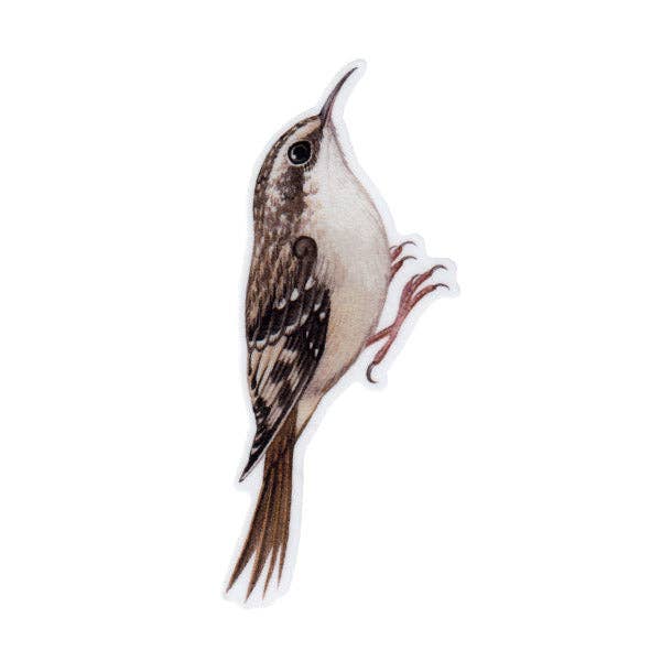 Sticker - Brown Creeper