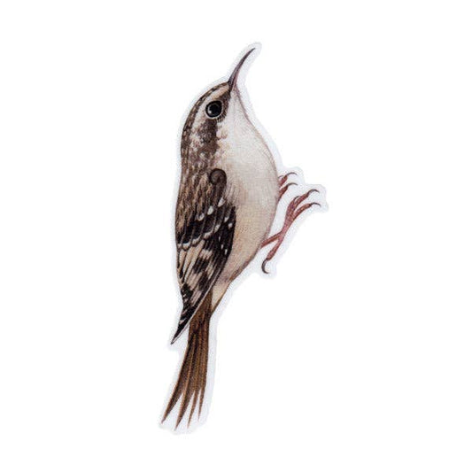 Sticker - Brown Creeper