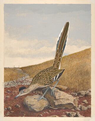 Unframed Art Print - Gentling Brothers - Greater Roadrunner