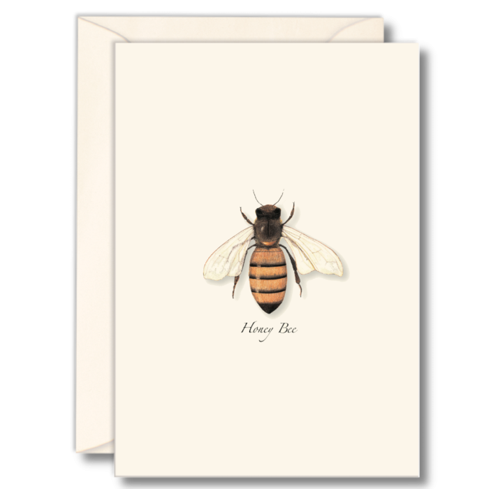 Paper - Boxed Notecards - Honey Bee (Earth Sky + Water)