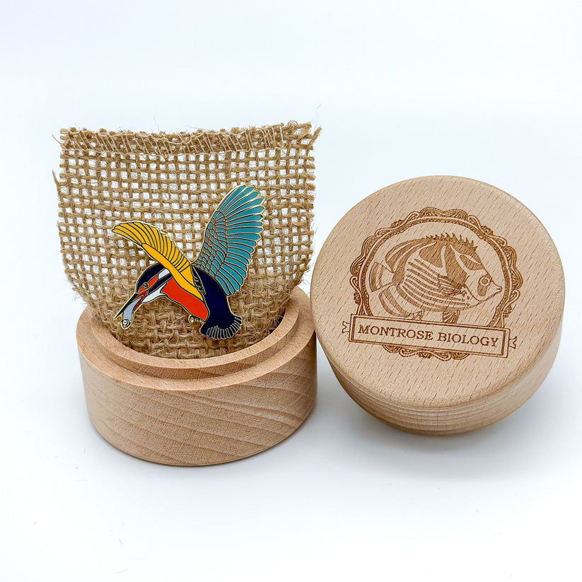 Lapel Pin - Kingfisher in Wooden Gift Box by Montrose Biology (Maker of Ecologies)