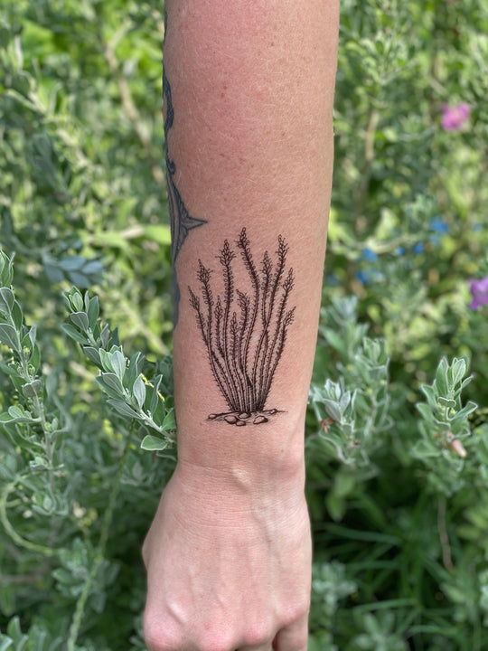 Temporary Tattoo - Ocotillo (1 pack)