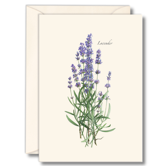 Paper - Boxed Notecards - Lavender (Earth Sky + Water)