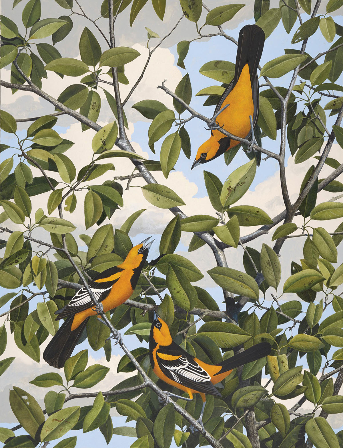 Unframed Art Print - Gentling Brothers - Lichtenstein's Oriole