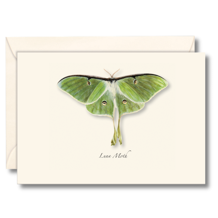 Paper - Boxed Notecards - Luna Moth (Earth Sky + Water)