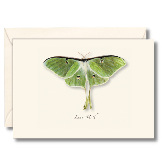 Paper - Boxed Notecards - Luna Moth (Earth Sky + Water)