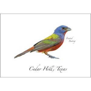 Paper - Single Card - Cedar Hill, TX with Painted Bunting (Earth Sky + Water)