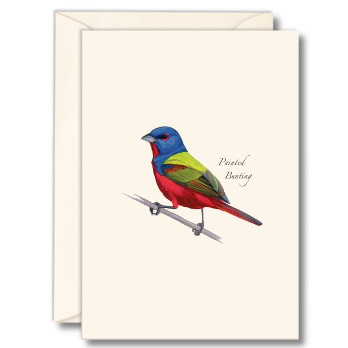 Paper - Boxed Notecards - Sibley's Painted Bunting (Earth Sky + Water)