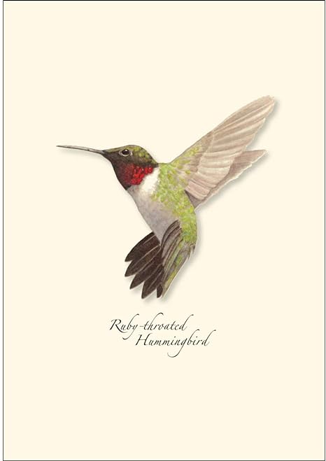 Paper - Boxed Notecards - Ruby-throated Hummingbird (Earth Sky + Water)