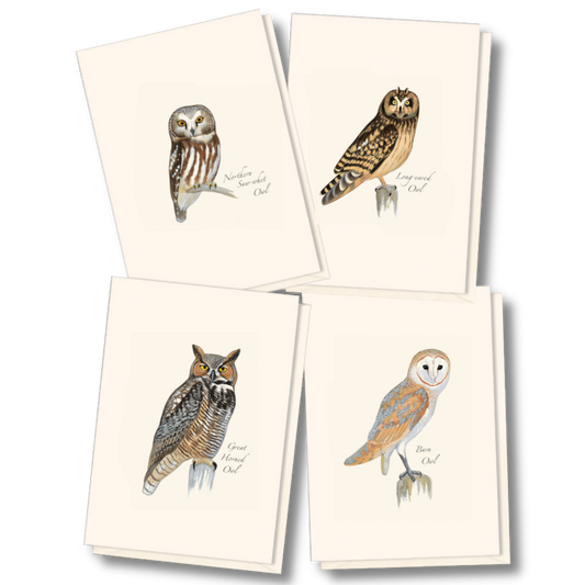 Paper - Boxed Notecards - Sibley Owl Assortment (Earth Sky + Water)