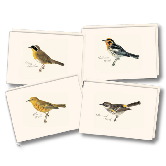 Paper - Boxed Notecards - Peterson Warbler Assortment (Earth Sky + Water)