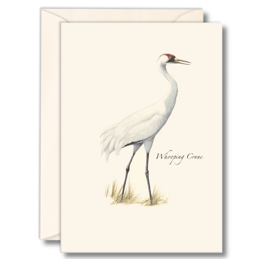 Paper - Boxed Notecards - Whooping Crane (Earth Sky + Water)