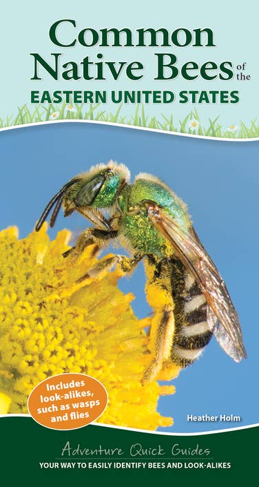 Book - Common Native Bees of the Eastern United States: Your Way to Easily Identify Bees and Look-Alikes (Adventure Quick Guides) Pocket Book by Heather Holm