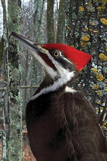 Blank Journal - Pileated Woodpecker Blank Hardcover Lined Journal