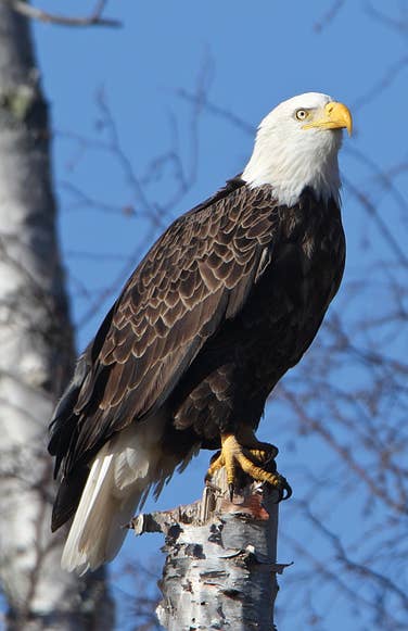 Blank Journal - Eagle Perched Blank Hardcover Unlined Journal