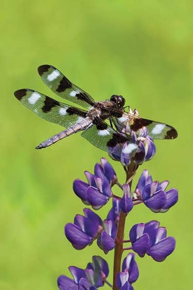 Blank Journal - Dragonfly Blank Hardcover Lined Journal